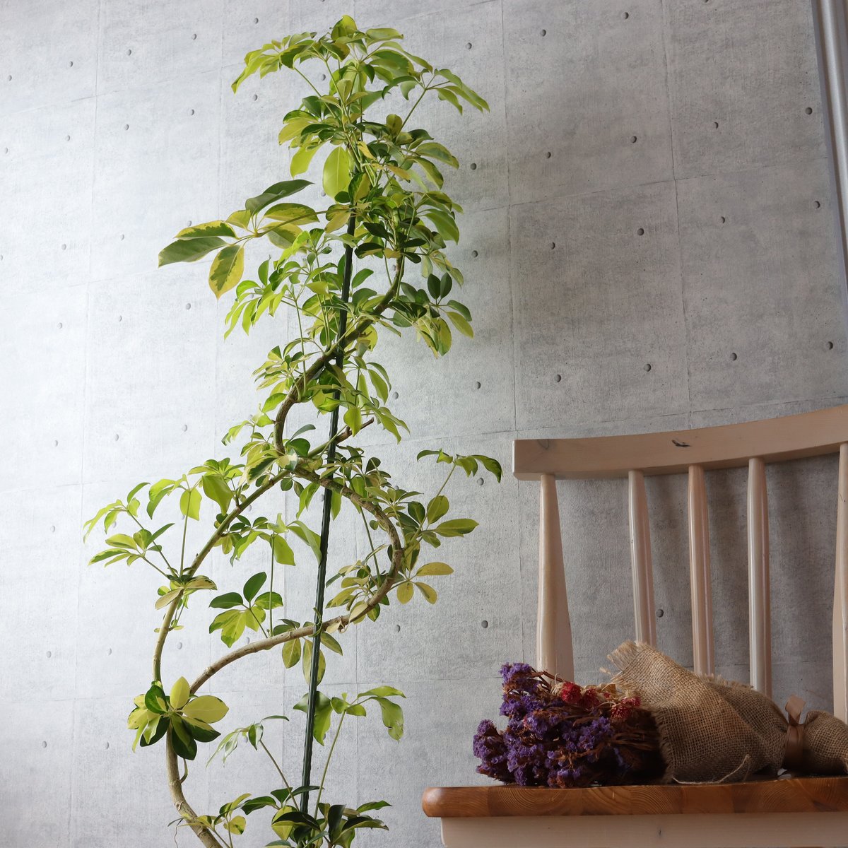 シェフレラ・ハッピーイエロー 138cm◎ シェフレラ ゴールドリーフ 観葉植物 室内 大型 ハッピー