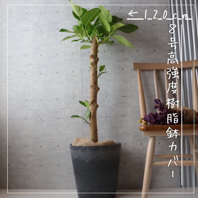 フィカス アルテシマ 朴もの 仕立て8号 アルテシーマ 観葉植物 お祝い