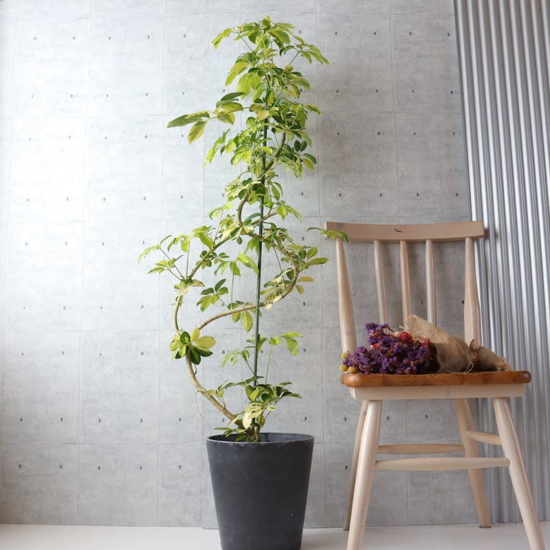 138cm◎ シェフレラ ゴールドリーフ 観葉植物 室内 大型 ハッピー