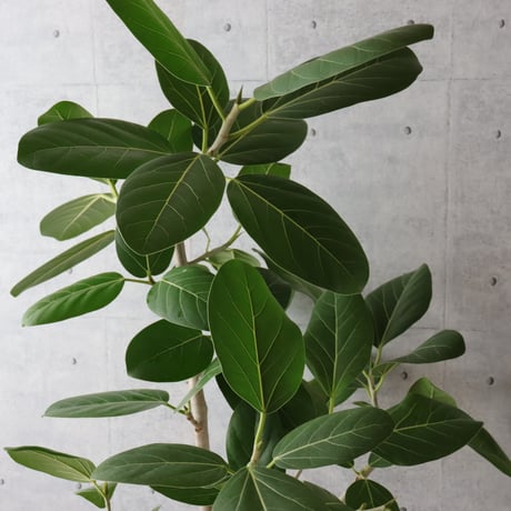 【朴もの◎132cm】 フィカス ベンガレンシス 朴仕立て 観葉植物 室内 大型