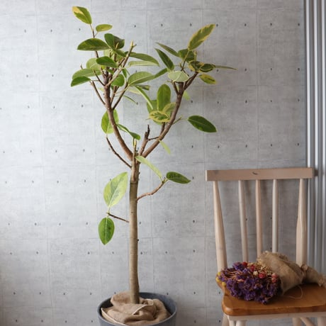 【朴もの142cm】 フィカス アルテシマ アルテシーマ 朴もの 観葉植物 大型