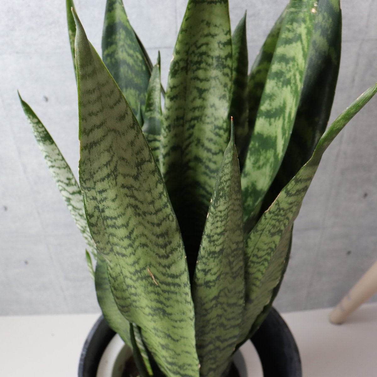 綺麗です　観葉植物 室内　サンスベリア ゼラニ Amazon.co.jp: サンスベリア・ゼラニカ 大型8号鉢【品種で選べる