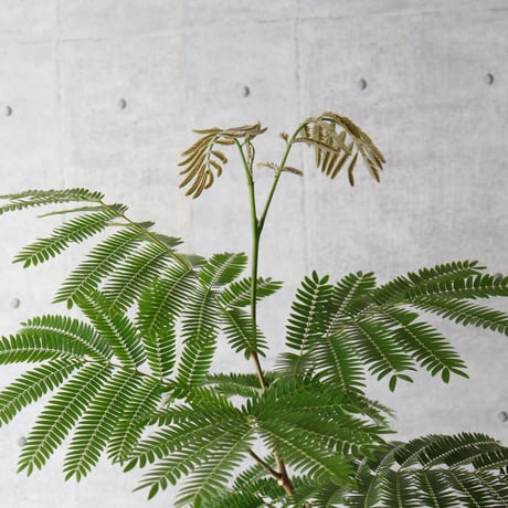 【存在感◎140cm】エバーフレッシュ 曲がり 7号 観葉植物 室内 大型
