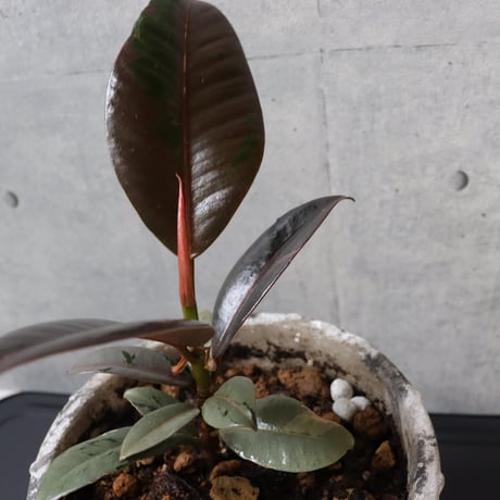 【希少 流通極薄】フィカス ブルールビー 4.5号鉢＋受け皿付き 観葉植物 室内