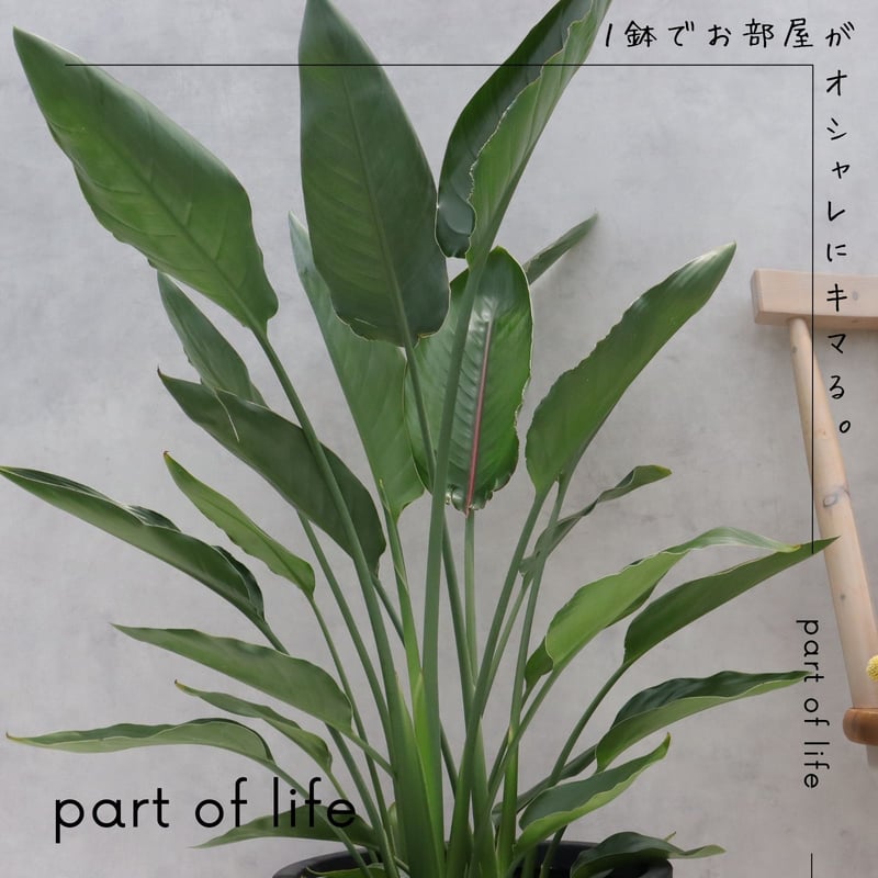 ストレチア レギネ 観葉植物 90cm 8号 3株 ストレチア レギネ 観葉植物 90cm 8号 3株 - メルカリ