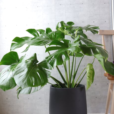 【ボリューム◎】 モンステラ 8号 観葉植物 室内 葉の大きさ約40cm