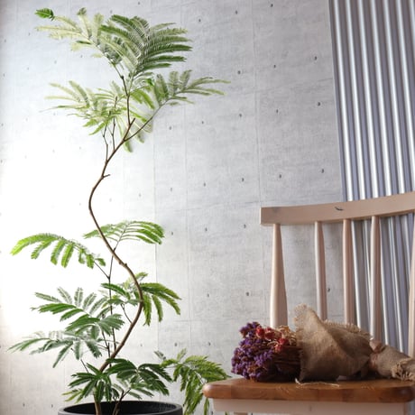 【編込み鉢カバーセット】樹形◎エバーフレッシュ 曲がり 7号 観葉植物 室内 大型　編込み鉢カバーセット