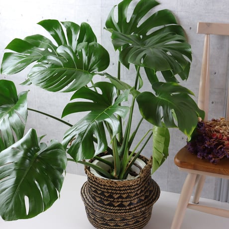 【ボリューム◎】 モンステラ 8号 観葉植物 室内 葉の大きさ約40cm
