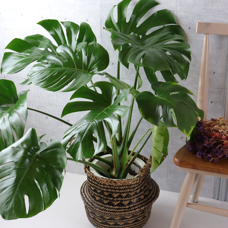 ボリューム◎】 モンステラ 8号 観葉植物 室内 葉の大きさ約40cm