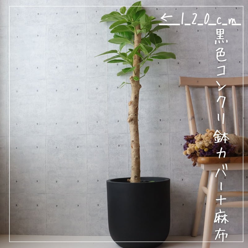 フィカス アルテシマ 朴もの 仕立て8号 アルテシーマ 観葉植物 お祝い