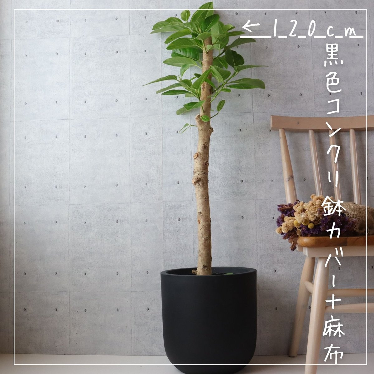 楽天市場】フィカス アルテシマ 観葉植物 大型 フィカス・アルテシーマ