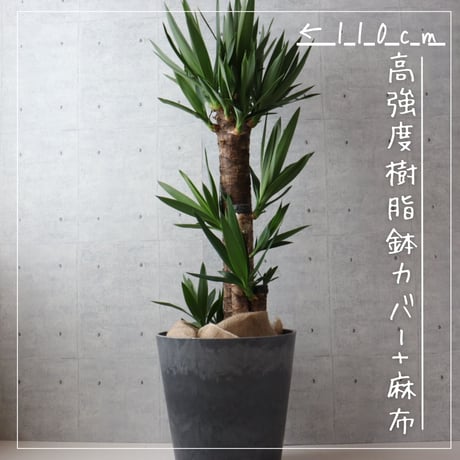 【縁起のよい植物】ユッカ エレファンティペス 8号 観葉植物 室内
