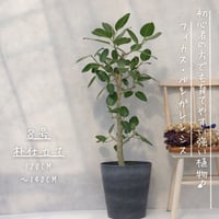 スタイリッシュ◎】サンスベリア ゼラニカ 7号 観葉植物 室内
