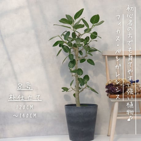 根上り神秘的なフィカス (❁ᴗ͈ˬᴗ͈) ベンガレンシス 人気品種７８cm 根上り神秘的なフィカス (❁ᴗ͈ˬᴗ͈) ベンガレンシス 人気品種