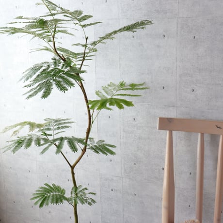 【バランス◎134cm】エバーフレッシュ 曲がり 7号 観葉植物 室内 大型