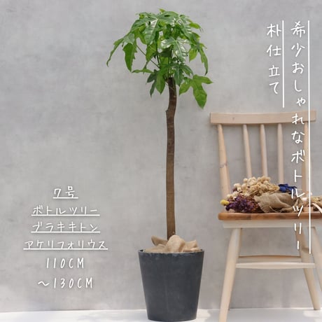 ボトルツリー | STORES