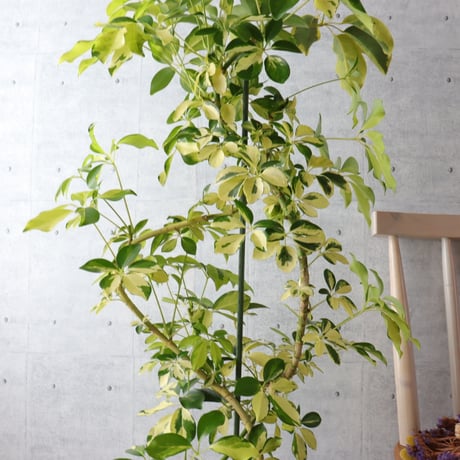 【存在感◎】シェフレラ ゴールドリーフ 観葉植物 室内 大型 ハッピーイエロー