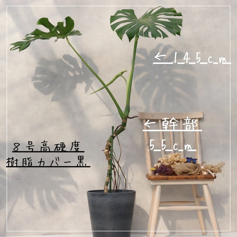 モンステラ 8号 幹立ち モンステラ 観葉植物 根上り 綺麗 お祝い