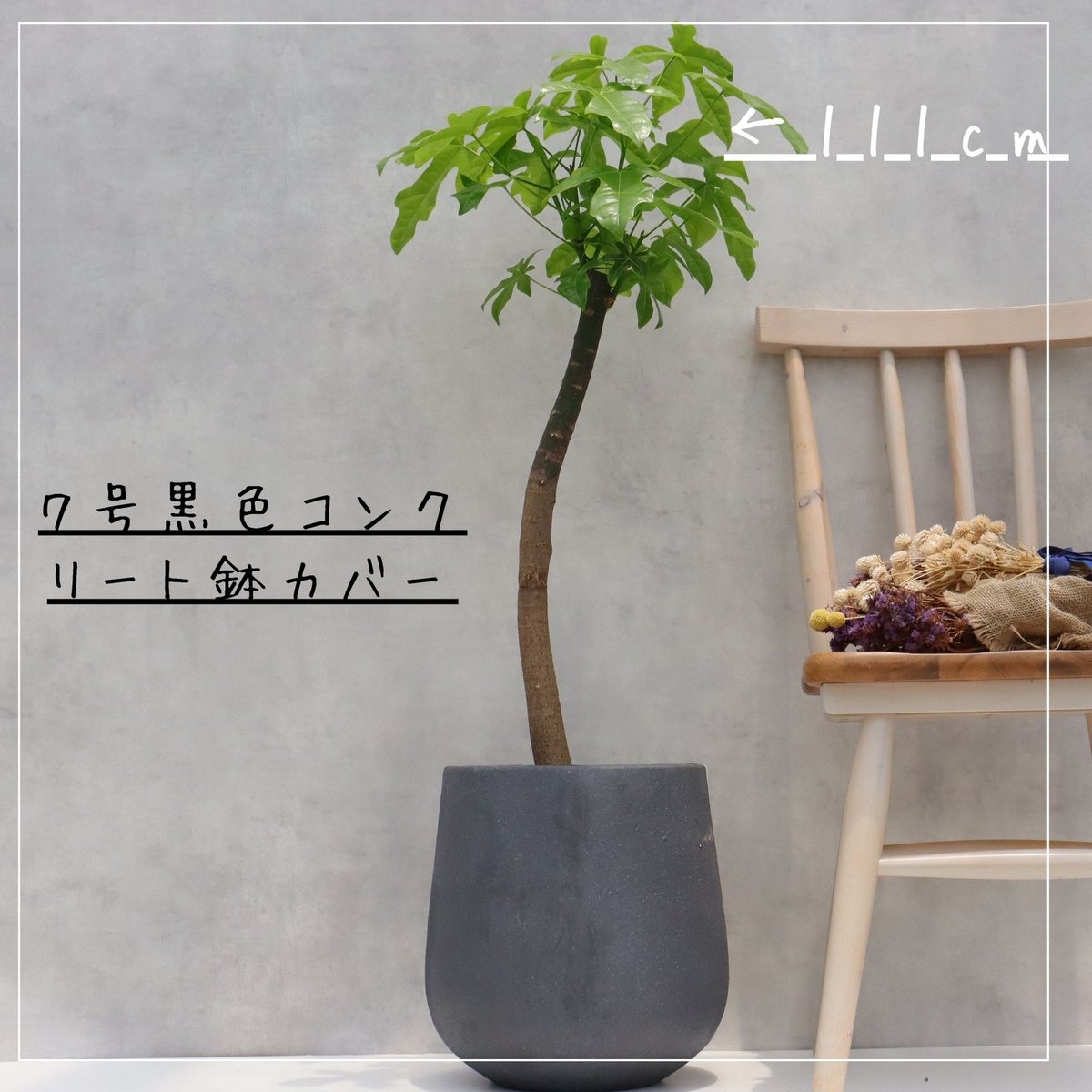 ブラキキトン　アケリフォリウス　ボトルツリー　希少　着払い　引き取り希望 ボトルツリー アケリフォリウス ブラキキトン 朴もの 朴仕立て お祝い