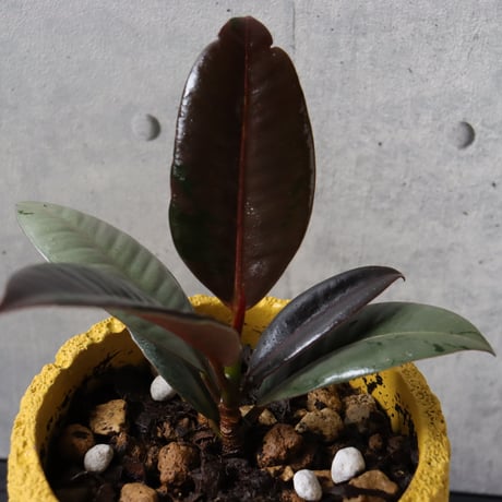 【希少 流通極薄】フィカス ブルールビー 4号鉢＋受け皿付き 観葉植物 室内