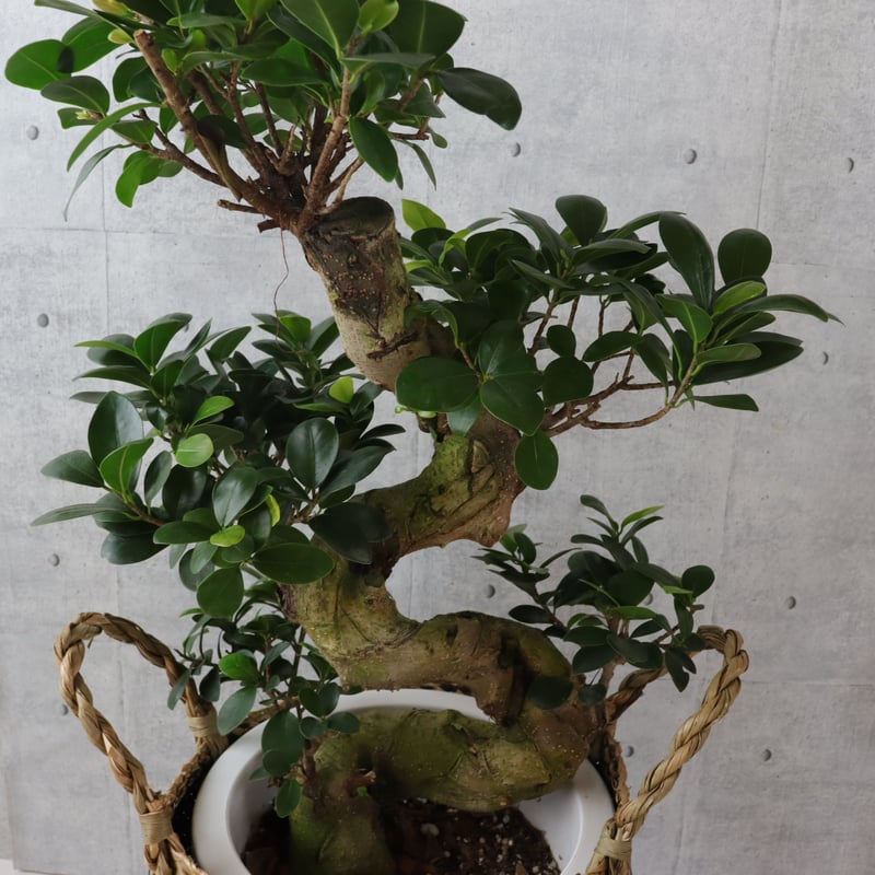 樹形◎73cm】ガジュマル 曲がり 盆栽仕立て 観葉植物 室内 フィカス