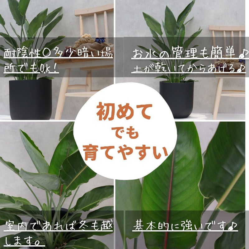 ストレリチア レギネ 8号 観葉植物 極楽鳥花 8号 観葉植物 レギネ