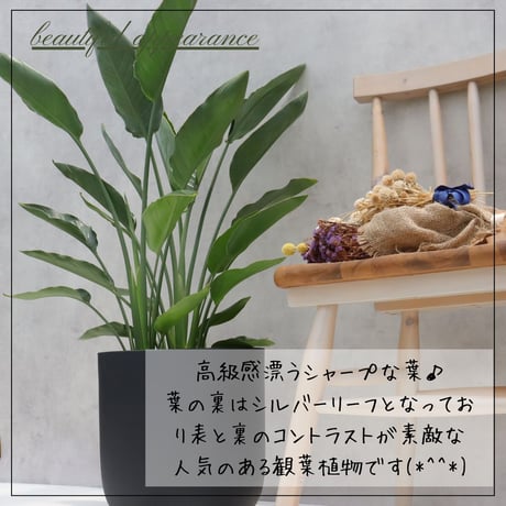 ストレリチア レギネ ８号 観葉植物 極楽鳥花 ８号 観葉植物 レギネ ストレリチア オーガスタ 綺麗 お祝い ギフト 開店祝い 観葉植物ラッピング 無料 観葉植物 プレゼント 熱帯植物 大型 室内