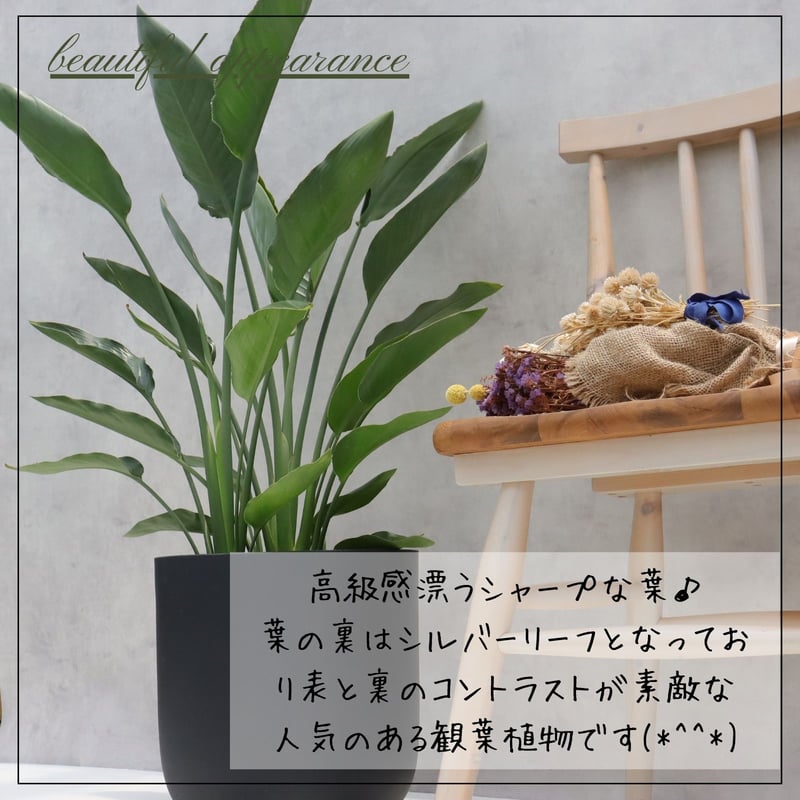 ストレチア レギネ 観葉植物 90cm 8号 3株 ストレリチア レギネ 8号 観葉植物 極楽鳥花 8号 観葉植物