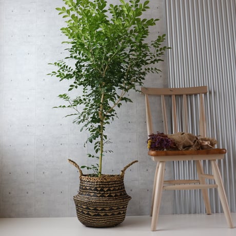 【ボリュー厶◎142cm】シルクジャスミン ゲッキツ 観葉植物 室内 大型