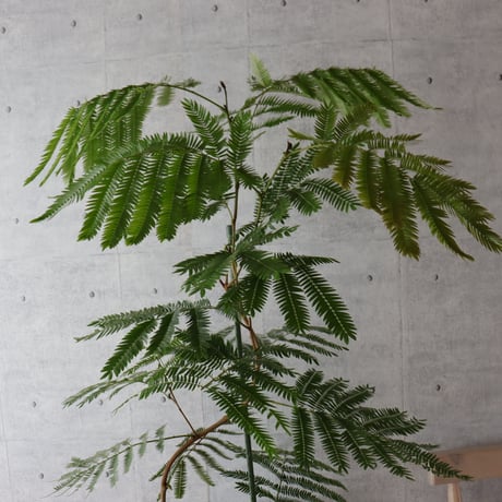 【バランス◎145cm】エバーフレッシュ 曲がり 7号 観葉植物 室内 大型