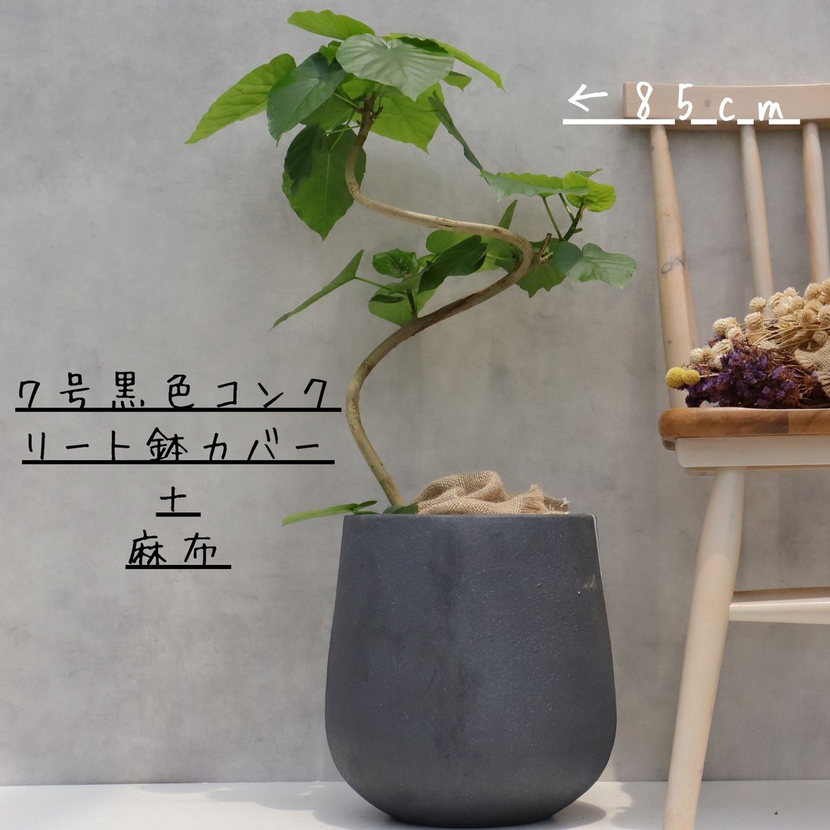 フィカス ウンベラータ 曲がり 螺旋 仕立て ゴムの木 お祝い ギフト