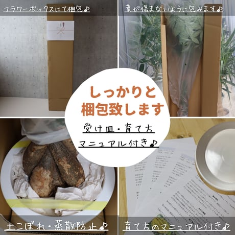 送料無料【鹿児島県産】パキラ ８号 ７号 お祝い ギフト ラッピング 無料 観葉植物 開店祝い 新築祝い プレゼント ねじりパキラ パキラ 観葉植物 本物