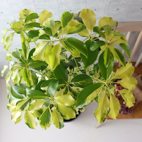 【存在感◎】シェフレラ ゴールドリーフ 観葉植物 室内 大型 ハッピーイエロー