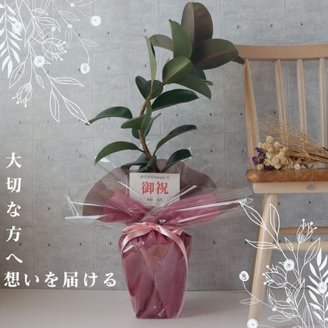【鹿児島県指宿産】 フィカス ソフィア 曲がり 仕立て ７号 ゴムの木 お祝い ギフト 開店祝い ラッピング 無料 観葉植物 プレゼント お中元 お歳暮 熱帯植物 S字仕立て