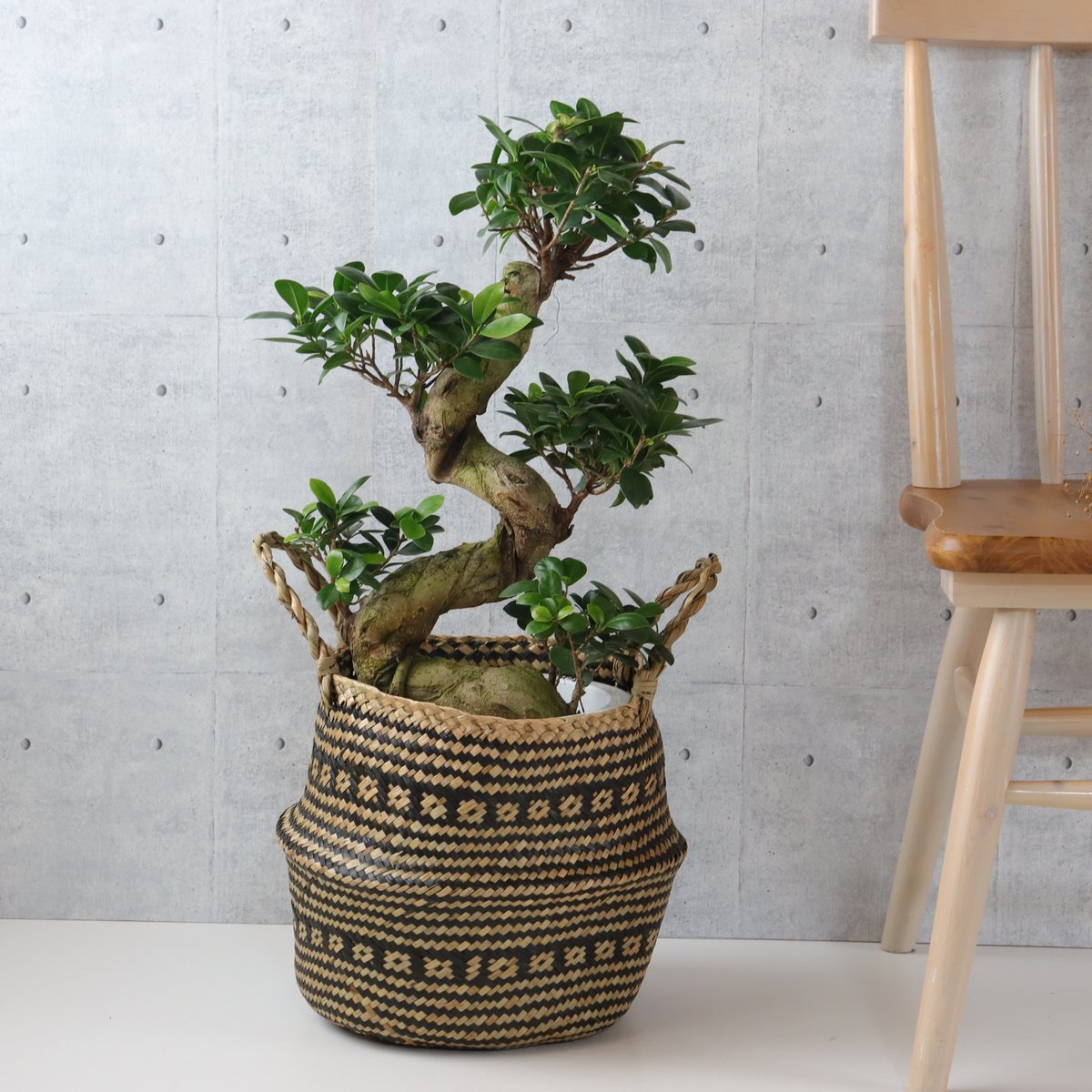 樹形◎73cm】ガジュマル 曲がり 盆栽仕立て 観葉植物 室内 フィカス