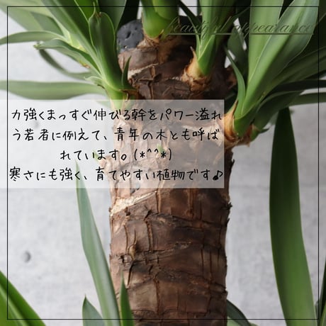 【縁起のよい植物】ユッカ エレファンティペス 8号 観葉植物 室内