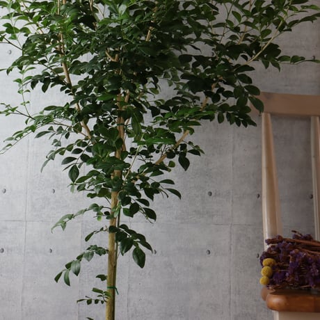 【ボリュー厶◎142cm】シルクジャスミン ゲッキツ 観葉植物 室内 大型