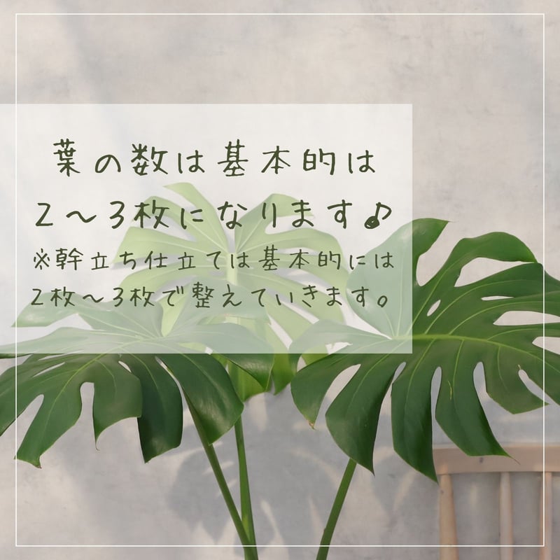 モンステラ 8号 幹立ち モンステラ 観葉植物 根上り 綺麗