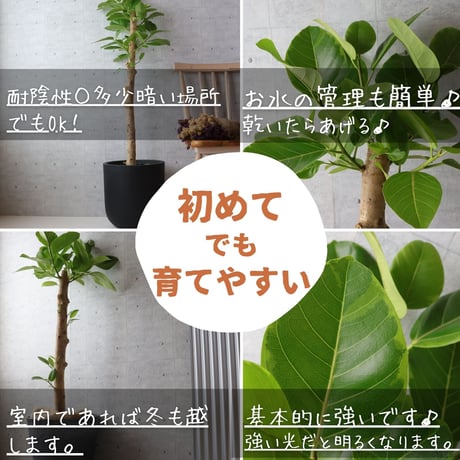 フィカス アルテシマ 朴もの 仕立て８号 アルテシーマ 観葉植物 お祝い ギフト 開店祝い ラッピング 無料 観葉植物 プレゼント 開店祝い 観葉植物 熱帯植物 大型 フィカス アルテシーマ