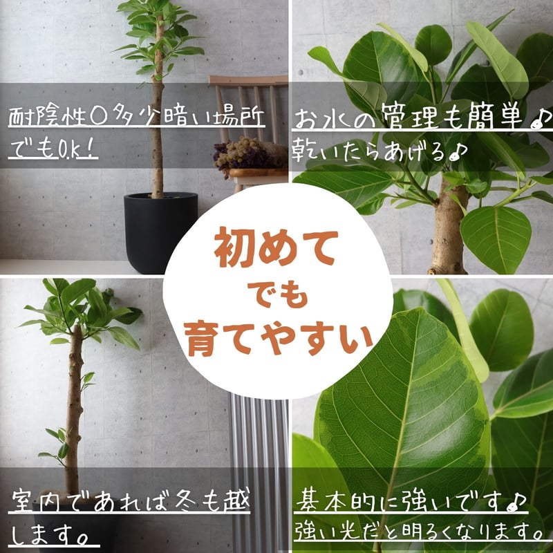 フィカス アルテシマ 朴もの 仕立て8号 アルテシーマ 観葉植物 お祝い