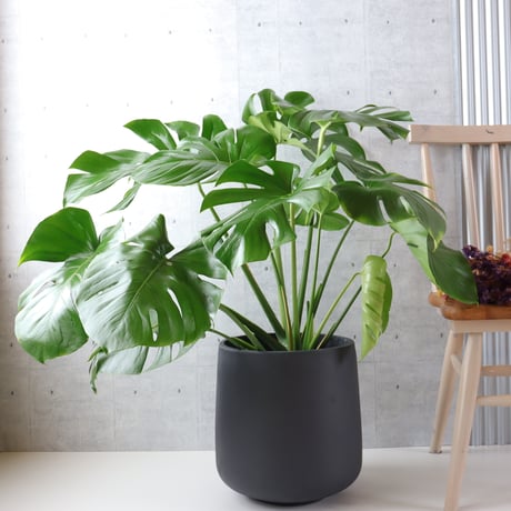 【ボリューム◎】 モンステラ 8号 観葉植物 室内 葉の大きさ約40cm