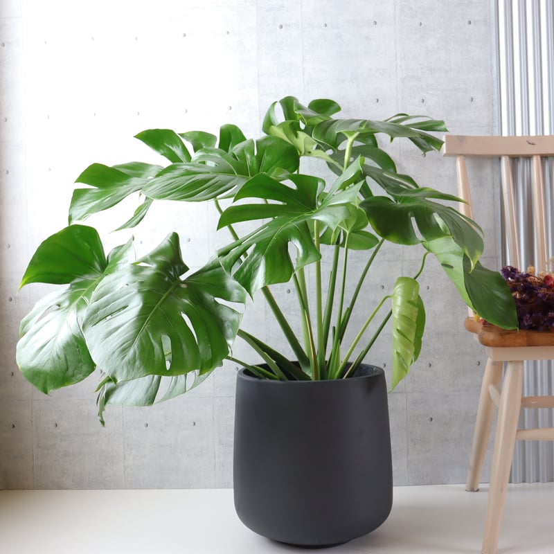 ボリューム◎】 モンステラ 8号 観葉植物 室内 葉の大きさ約40cm