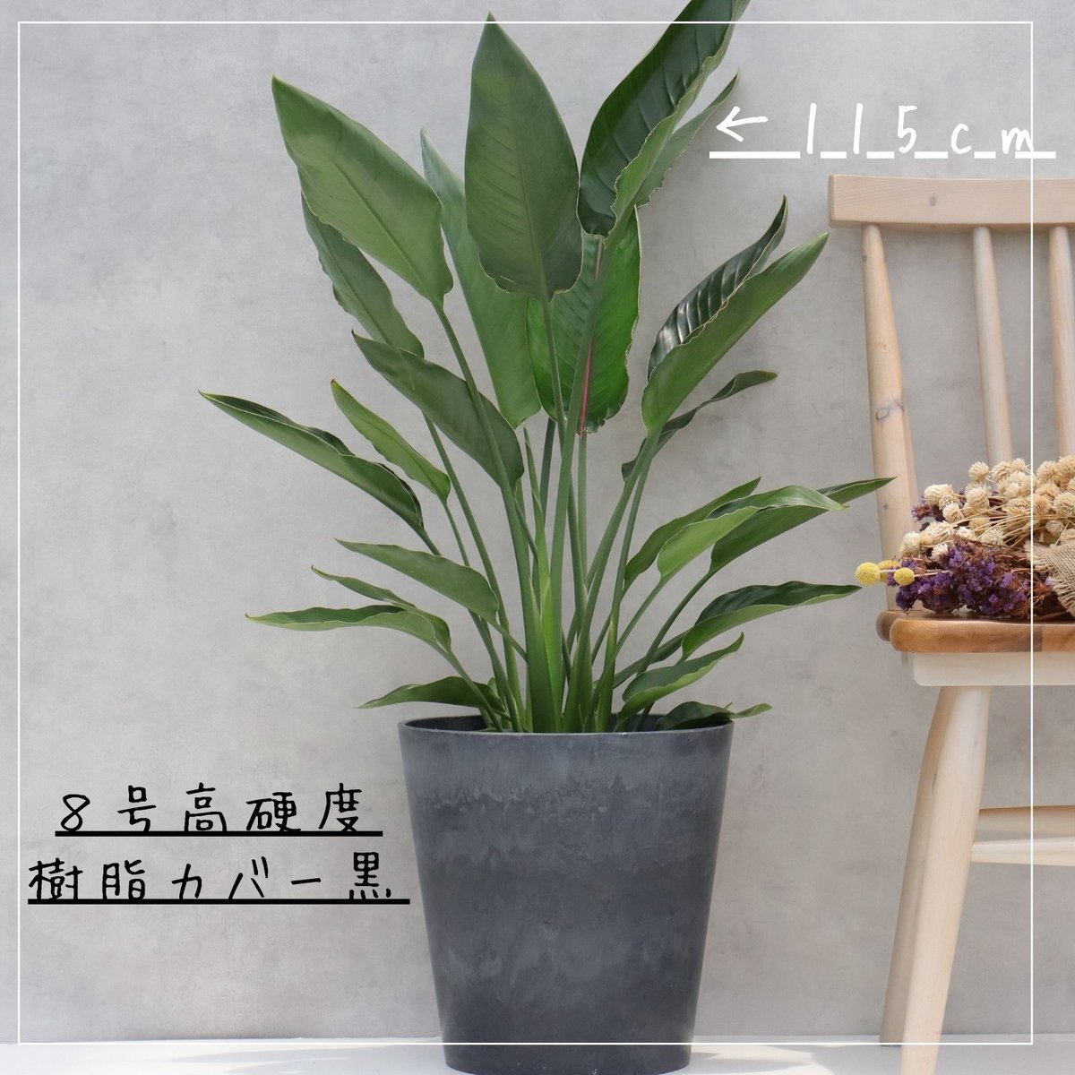 ストレリチア レギネ 8号 観葉植物 極楽鳥花 8号 観葉植物 レギネ