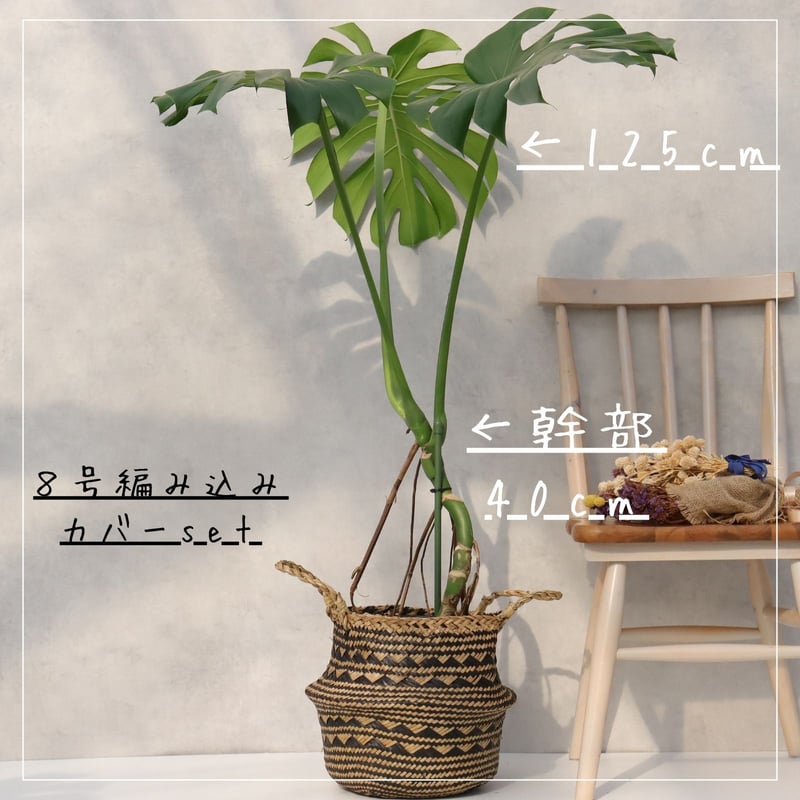 【大株】モンステラ8号観葉植物 インテリア 根上がり モンステラ 8号 幹立ち モンステラ 観葉植物 根上り 綺麗 お祝い