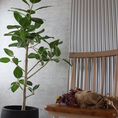 【朴もの◎132cm】 フィカス ベンガレンシス 朴仕立て 観葉植物 室内 大型