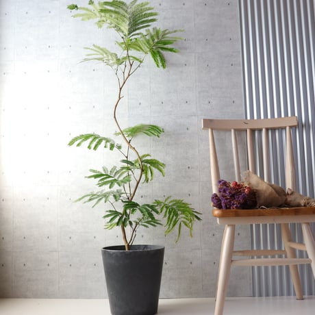 【編込み鉢カバーセット】樹形◎エバーフレッシュ 曲がり 7号 観葉植物 室内 大型　編込み鉢カバーセット