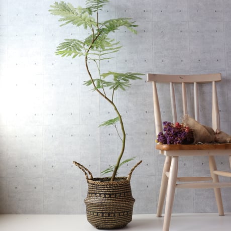 【バランス◎134cm】エバーフレッシュ 曲がり 7号 観葉植物 室内 大型
