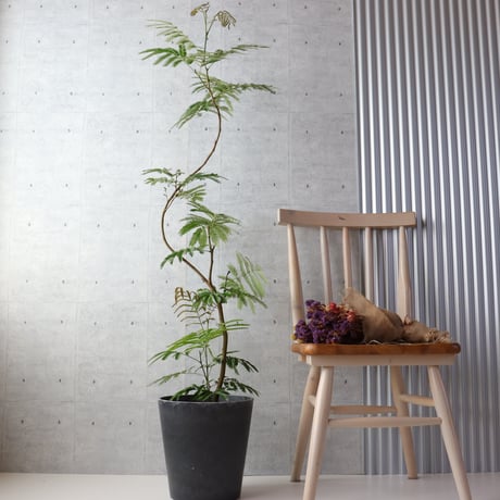 【存在感◎140cm】エバーフレッシュ 曲がり 7号 観葉植物 室内 大型