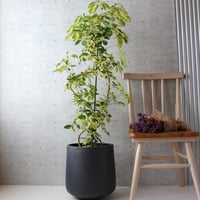編込み鉢カバーセット】樹形◎エバーフレッシュ 曲がり 7号 観葉植物