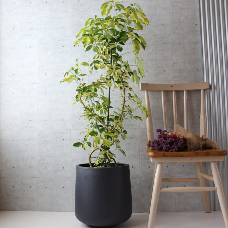 存在感◎】シェフレラ ゴールドリーフ 観葉植物 室内 大型 ハッピー